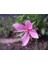 20 Adet Pink Gaura Whırlıng Butterflıes Tohumu 4