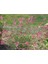 20 Adet Pink Gaura Whırlıng Butterflıes Tohumu 5