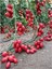 Saksılık Zeytin Domates Tohumu 40 Adet Tohum Kahvaltılık Domates Tohumu 2