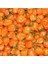 10 Adet Turuncu Habanero Acı Biber Tohumu 1