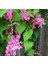 10 Adet Pink Coral Vine Tohumu 1