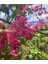 10 Adet Pink Coral Vine Tohumu 3