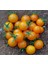 20 Adet Golden Cherry Domates Tohumu 1