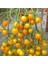 20 Adet Golden Cherry Domates Tohumu 3