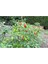 20 Adet Inca Red Drop Biber Tohumu 4