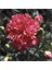 10 Adet Chabaud Pure Rose Carnation Tohumu 1