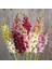 20 Adet Rocket Mix Snapdragon Tohumu 3
