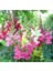 20 Adet Rocket Mix Snapdragon Tohumu 4
