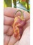 20 Adet Adrenalina Purple Orange Biber Tohumu 2