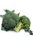20 Adet Sproutıng Broccolı Tohumu 1