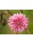 10 Adet Tall Pink Beauty Cornflower Tohumu 1
