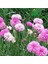 10 Adet Tall Pink Beauty Cornflower Tohumu 2