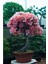 Pembe Çiçekli Azalea Bonsai Ağacı Tohumu-10 Adet 1