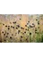20 Adet Black Coneflower Green Wizard Tohumu 1