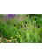 20 Adet Black Coneflower Green Wizard Tohumu 3