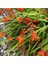 10 Adet Organic Crocosmia Lucifer Tohumu 1