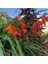 10 Adet Organic Crocosmia Lucifer Tohumu 2