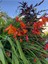 10 Adet Organic Crocosmia Lucifer Tohumu 4