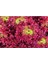 100 Adet Organic Ruby Red Leaf Marul Tohumu 1