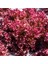 100 Adet Organic Ruby Red Leaf Marul Tohumu 2
