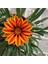 10 Adet Yellow Orange Gazania Tohumu 2