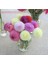 10 Adet Pom Pon Dahlia Tohumu 1