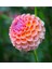 10 Adet Pom Pon Dahlia Tohumu 2