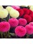 10 Adet Pom Pon Dahlia Tohumu 3