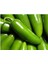 Ithal Jalapeno Kırmızı Acı Meksika Biberi Tohumu 40 Adet Tohum 3