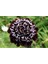 5 Adet Mourning Bridge Scabiosa Day & Night Mix Tohumu 1