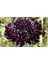 5 Adet Mourning Bridge Scabiosa Day & Night Mix Tohumu 2