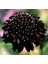 5 Adet Mourning Bridge Scabiosa Day & Night Mix Tohumu 3