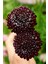 5 Adet Mourning Bridge Scabiosa Day & Night Mix Tohumu 4