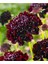 5 Adet Mourning Bridge Scabiosa Day & Night Mix Tohumu 5