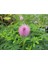 10 Adet Mımosa / Sensıtıve Plant / Touch Me Not Tohumu 3