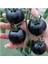 Siyah Domates Tohumu 20 Adet Tohum Black Tomato 1