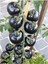 Siyah Domates Tohumu 20 Adet Tohum Black Tomato 4