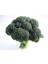 20 Adet Sproutıng Broccolı Tohumu 2