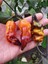 20 Adet Black Phantom Orange Black Biber Tohumu 1