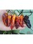 20 Adet Black Phantom Orange Black Biber Tohumu 2