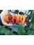 20 Adet Black Phantom Orange Black Biber Tohumu 4