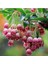 10 Adet Red Veined Showy Lantern Tohumu 1