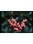 10 Adet Red Veined Showy Lantern Tohumu 3