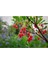 10 Adet Red Veined Showy Lantern Tohumu 4