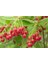 10 Adet Red Veined Showy Lantern Tohumu 5