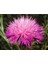 10 Adet Natural Centaurea Royal Pink Tohumu 5