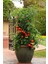 20 Adet Pot And Patio Domates Tohumu 1