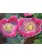 5 Adet Giganthemum Poppy Tohumu 1