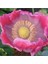 5 Adet Giganthemum Poppy Tohumu 2