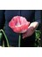 5 Adet Giganthemum Poppy Tohumu 3